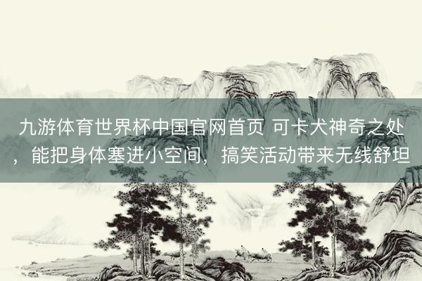 九游体育世界杯中国官网首页 可卡犬神奇之处,能把身体塞进小空间,搞笑活动带来无线舒坦